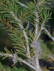 Melaleuca hawkeswoodii