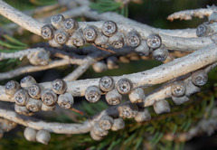 Melaleuca hawkeswoodii