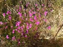 Stylidium fluminense
