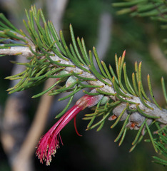 Melaleuca hawkeswoodii