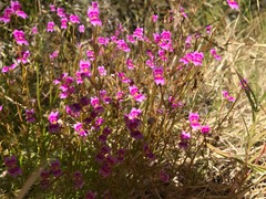 Stylidium fluminense