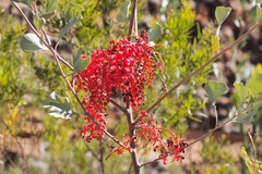Grevillea wickhamii