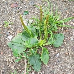 Plantago major