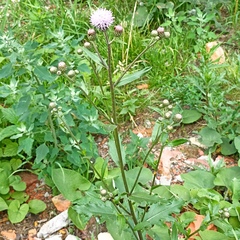 Cirsium arvense