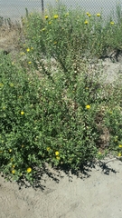 Grindelia