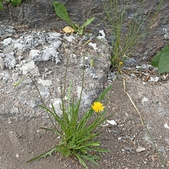 Scorzoneroides autumnalis
