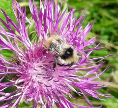 Bombus mucidus