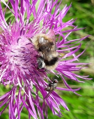 Bombus mucidus