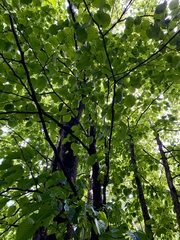 Davidia involucrata