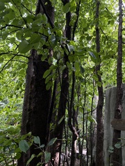 Davidia involucrata