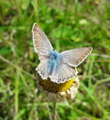 Polyommatus eros