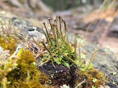 Cladonia macroceras
