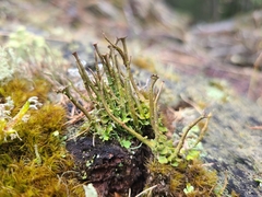 Cladonia macroceras