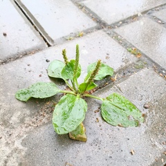 Plantago major