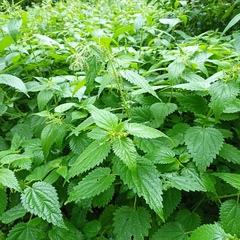 Urtica dioica