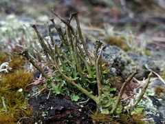 Cladonia macroceras