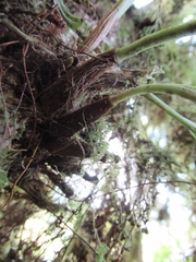 Bulbophyllum insulsoides