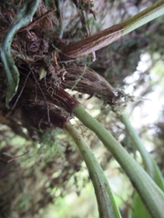 Bulbophyllum insulsoides