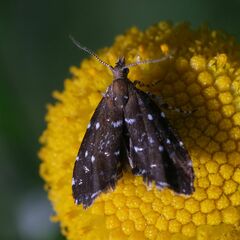 Prochoreutis ultimana