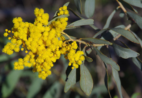 Manna Wattle (Acacia microbotrya)