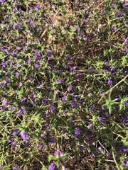 Navarretia