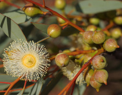 Eucalyptus oldfieldii