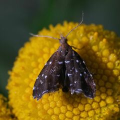 Prochoreutis ultimana