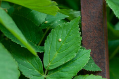 Puccinia aegopodii