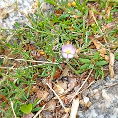 Spergularia rubra