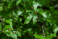 Eriophyes prunispinosae