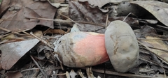 Caloboletus firmus