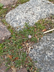Spergularia rubra