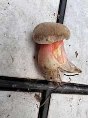 Caloboletus firmus