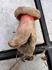 Caloboletus firmus
