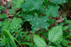 Aceria pseudoplatani