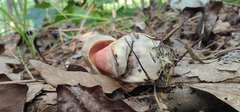 Caloboletus firmus