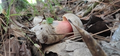 Caloboletus firmus