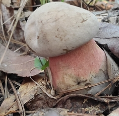 Caloboletus firmus