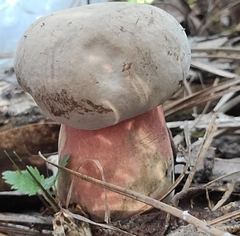Caloboletus firmus