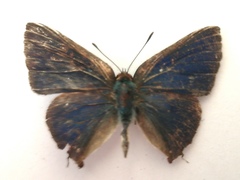 Cyanophrys herodotus