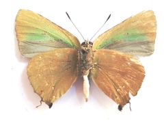 Cyanophrys herodotus