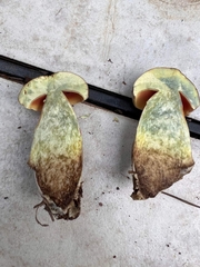 Caloboletus firmus