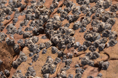 Chthamalus challengeri