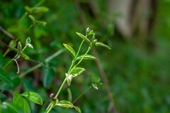 Puccinia cribrata