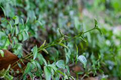 Puccinia cribrata