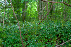 Puccinia cribrata