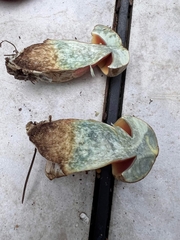 Caloboletus firmus