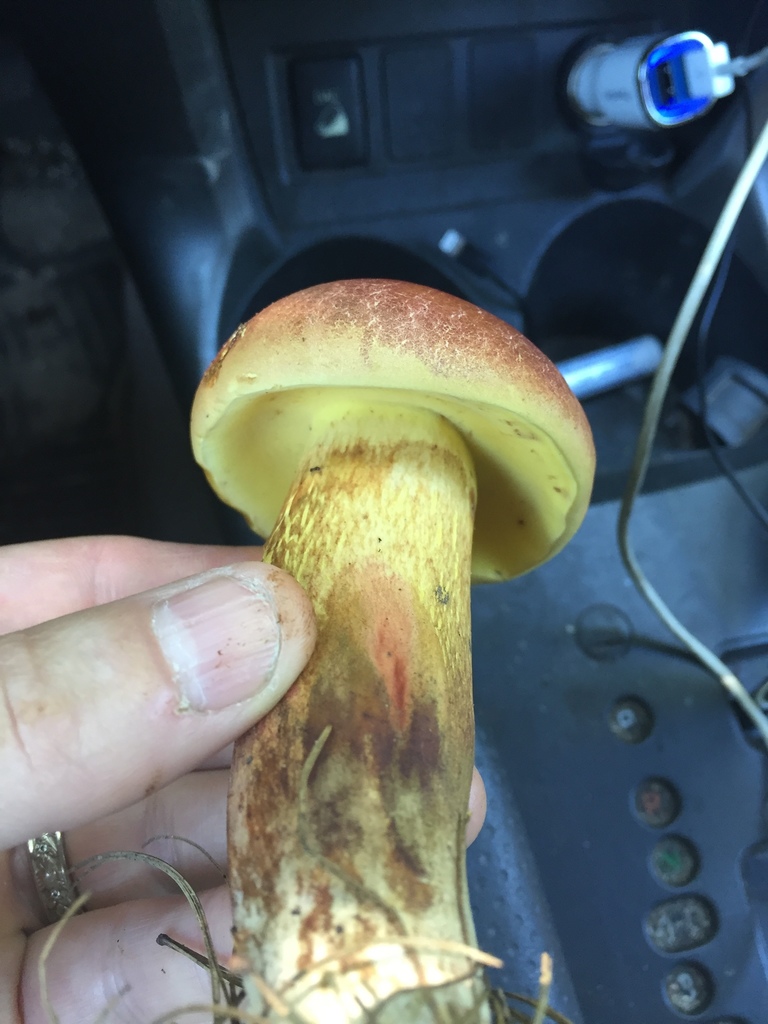 Baorangia rufomaculata