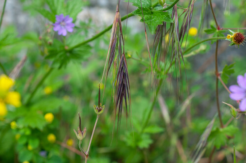 Bromus sterilis iNat (3)