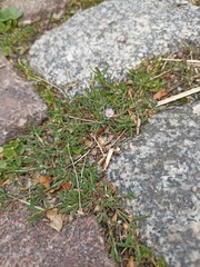 Spergularia rubra